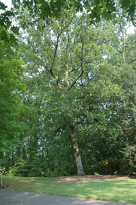 Post oak tree in landscape